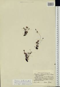 Drosera × obovata Mert. & W. D. J. Koch, Eastern Europe, Northern region (E1) (Russia)