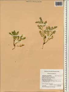 Tribulus terrestris L., South Asia, South Asia (Asia outside ex-Soviet states and Mongolia) (ASIA) (Cyprus)