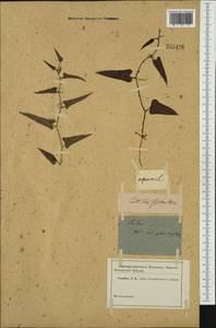Smilax aspera L., Western Europe (EUR) (Not classified)