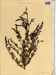 Suaeda altissima (L.) Pall., Eastern Europe, Central region (E4) (Russia)