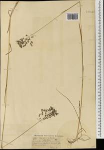 Poa sibirica Roshev., Mongolia (MONG) (Mongolia)