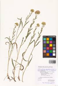 Achillea setacea Waldst. & Kit., Eastern Europe, Central forest-and-steppe region (E6) (Russia)