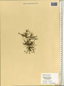 Callitriche palustris L., Eastern Europe, Western region (E3) (Russia)