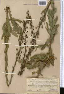 Verbascum macrocarpum Boiss., Middle Asia, Muyunkumy, Balkhash & Betpak-Dala (M9) (Kazakhstan)