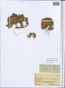 Cerastium arcticum Lange, Eastern Europe, Northern region (E1) (Russia)
