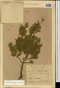 Juniperus excelsa subsp. polycarpos (K. Koch) Takht., Caucasus, Armenia (K5) (Armenia)