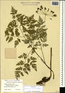 Anthriscus sylvestris subsp. sylvestris, Caucasus, Stavropol Krai, Karachay-Cherkessia & Kabardino-Balkaria (K1b) (Russia)