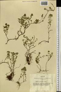 Thymus petraeus Serg., Siberia, Altai & Sayany Mountains (S2) (Russia)