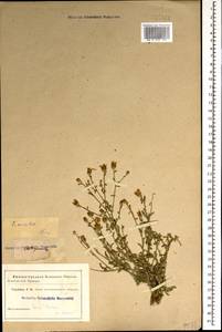 Centaurea ovina Pall. ex Willd., Caucasus (no precise locality) (K0)