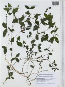 Lathyrus laxiflorus (Desf.)Kuntze, Caucasus, Black Sea Shore (from Novorossiysk to Adler) (K3) (Russia)