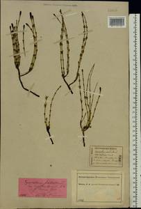 Equisetum palustre L., Eastern Europe, Central forest region (E5) (Russia)
