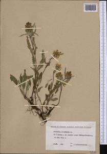 Prunella laciniata (L.) L., Western Europe (EUR) (Bulgaria)