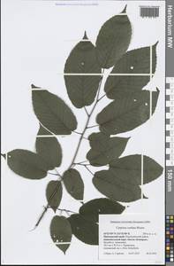 Carpinus cordata Blume, Siberia, Russian Far East (S6) (Russia)