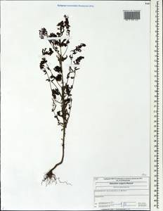 Odontites vulgaris, Eastern Europe, Central forest region (E5) (Russia)