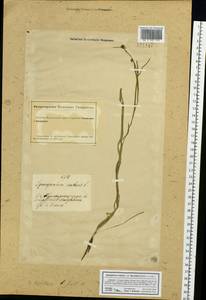 Sparganium hyperboreum Laest. ex Beurl., Siberia, Altai & Sayany Mountains (S2) (Russia)