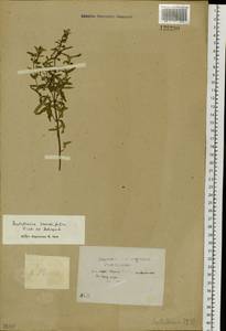 Scutellaria scordiifolia Fisch. ex Schrank, Siberia, Baikal & Transbaikal region (S4) (Russia)