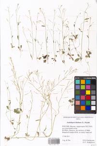 Arabidopsis thaliana (L.) Heynh., Eastern Europe, Moscow region (E4a) (Russia)