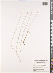 Carex pauciflora Lightf., Eastern Europe, Moscow region (E4a) (Russia)
