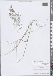 Poa trivialis L., Eastern Europe, Middle Volga region (E8) (Russia)