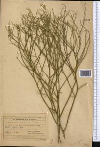 Chondrilla ambigua Fisch. ex Kar. & Kir., Middle Asia, Muyunkumy, Balkhash & Betpak-Dala (M9) (Kazakhstan)