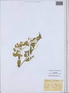 Lepidium latifolium L., Middle Asia, Karakum (M6) (Turkmenistan)