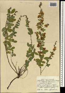 Lespedeza davurica (Laxm.)Schindl., Mongolia (MONG) (Mongolia)