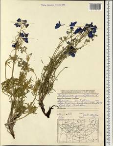 Delphinium grandiflorum L., Mongolia (MONG) (Mongolia)