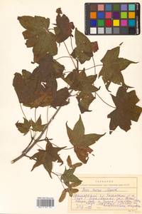Acer pictum subsp. mono (Maxim.) H.Ohashi, Siberia, Russian Far East (S6) (Russia)