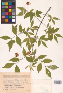 Euonymus verrucosus Scop., Eastern Europe, Central forest-and-steppe region (E6) (Russia)