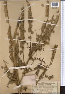 Onobrychis chorassanica Boiss., Middle Asia, Western Tian Shan & Karatau (M3) (Kazakhstan)