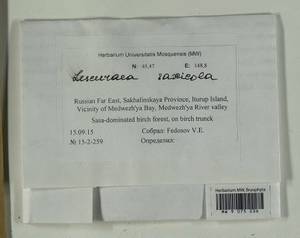 Lescuraea saxicola (Schimp.) Molendo, Bryophytes, Bryophytes - Russian Far East (excl. Chukotka & Kamchatka) (B20) (Russia)