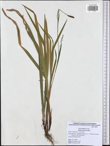 Carex pilosa Scop., Eastern Europe, Central region (E4) (Russia)