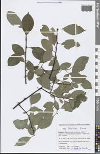 Salix taraikensis Kimura, Siberia, Baikal & Transbaikal region (S4) (Russia)