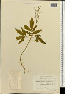 Cardamine quinquefolia (M. Bieb.) Schmalh., Caucasus, Armenia (K5) (Armenia)