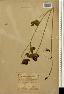 Trifolium pratense L., Caucasus, Azerbaijan (K6) (Azerbaijan)