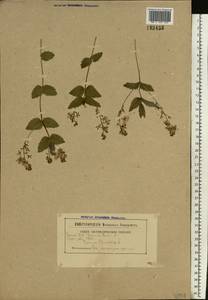 Veronica chamaedrys L., Eastern Europe, Belarus (E3a) (Belarus)
