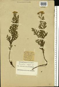 Tanacetum vulgare L., Eastern Europe, Eastern region (E10) (Russia)
