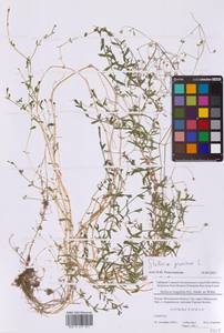 Stellaria graminea L., Eastern Europe, Moscow region (E4a) (Russia)