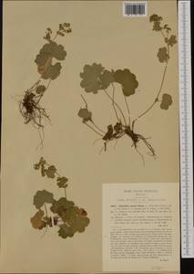 Alchemilla sinuata Buser, Western Europe (EUR) (Italy)