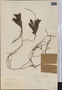 Cassytha filiformis L., America (AMER) (Cuba)