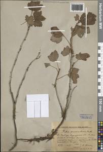 Ribes procumbens Pall., Siberia, Baikal & Transbaikal region (S4) (Russia)