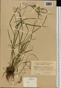 Carex mollissima Christ ex Scheutz, Eastern Europe, Eastern region (E10) (Russia)