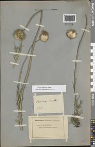 Jurinea ledebourii Bunge, Eastern Europe, Central forest-and-steppe region (E6) (Russia)