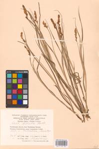 Carex disticha Huds., Eastern Europe, Eastern region (E10) (Russia)