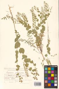 Lepidium perfoliatum L., Middle Asia, Caspian Ustyurt & Northern Aralia (M8) (Kazakhstan)