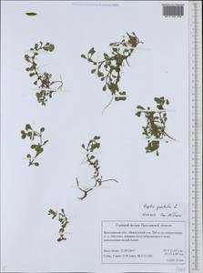 Lythrum portula (L.) D. A. Webb, Eastern Europe, Central forest region (E5) (Russia)