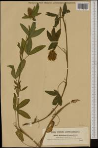 Trifolium pannonicum Jacq., Western Europe (EUR) (Hungary)