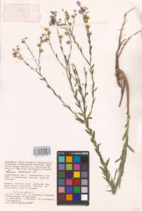 Linum perenne L., Eastern Europe, Lower Volga region (E9) (Russia)