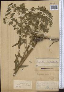 Euphorbia latifolia Ledeb., Middle Asia, Northern & Central Tian Shan (M4) (Kazakhstan)