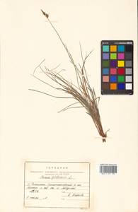 Carex globularis L., Siberia, Russian Far East (S6) (Russia)